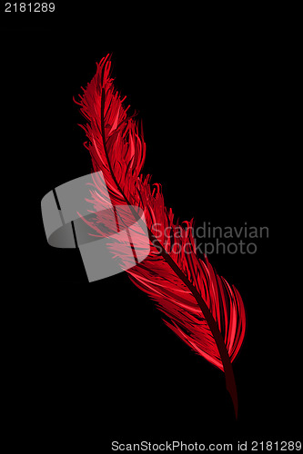 Image of A red feather