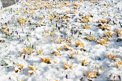 Image of crocus flowers in snow