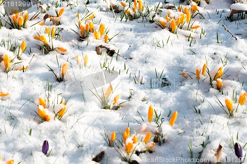Image of crocus flowers in snow
