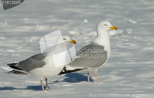 Image of Herring gull in the snow