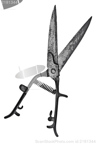 Image of vintage hedge shears