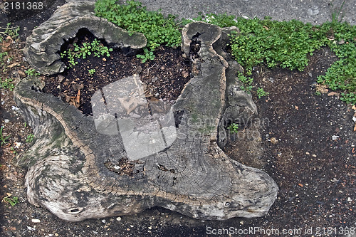 Image of stump