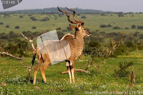 Image of kudu male