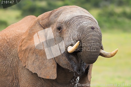 Image of drinking elephant