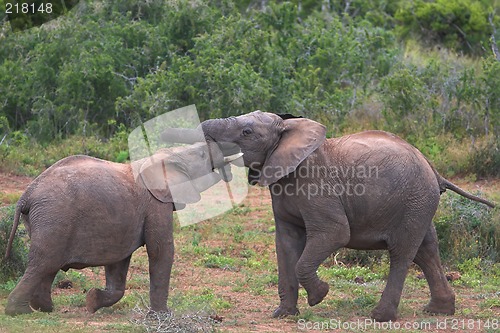 Image of fighting elephant
