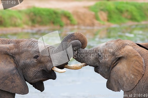 Image of trunk tussle