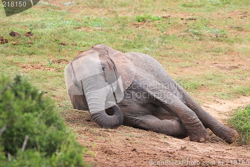 Image of tired elephant