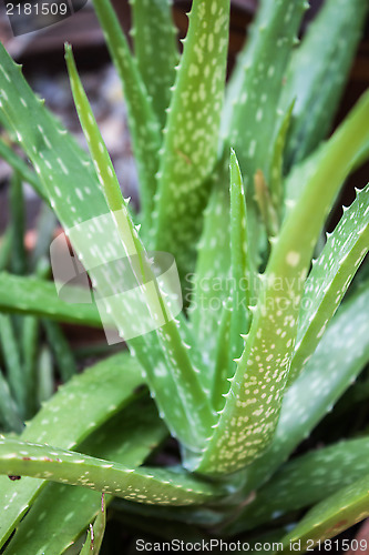 Image of Aloe Vera plant