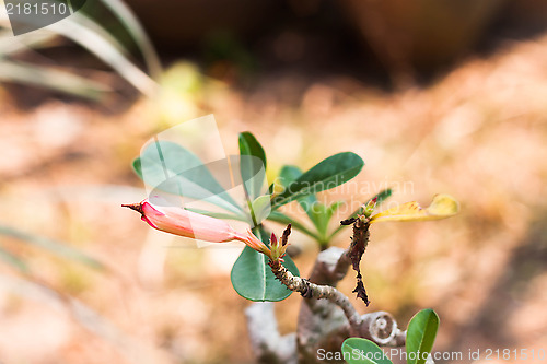 Image of Azalea flowers bud