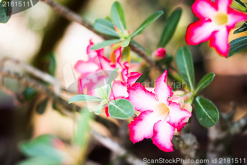 Image of Azalea flowers