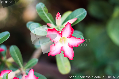 Image of Azalea flowers