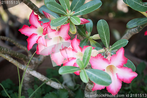 Image of Azalea flowers