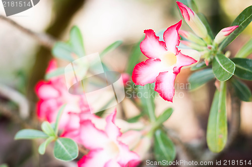 Image of Azalea flowers