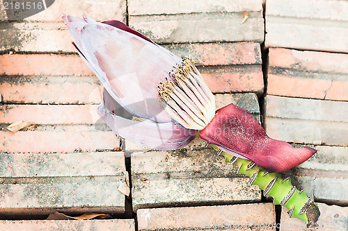 Image of Banana flower