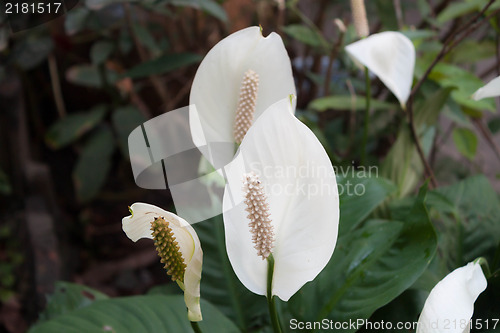 Image of Beautiful white spathiphyllum flower(Peace Lily) 