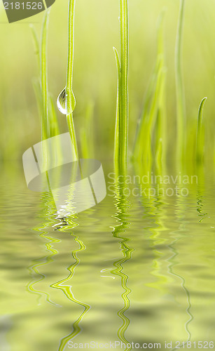 Image of drop on grass