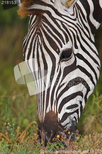 Image of zebra close up