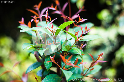 Image of Christina or Syzygium campanulatum leaves 