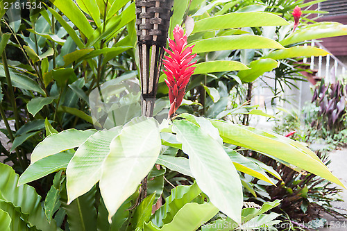 Image of Galangal red flowers