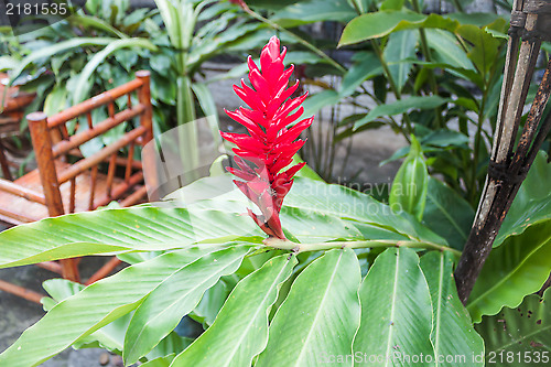 Image of Galangal red flowers