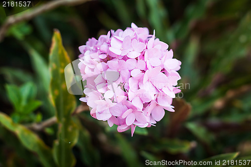 Image of Pink hydrangea