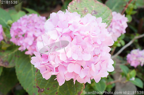 Image of Pink hydrangea
