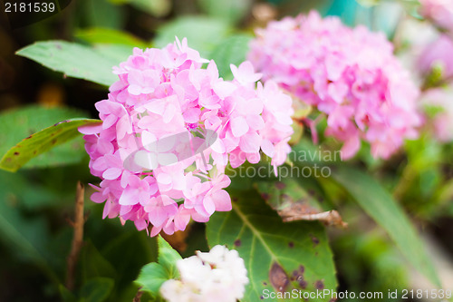 Image of Pink hydrangea