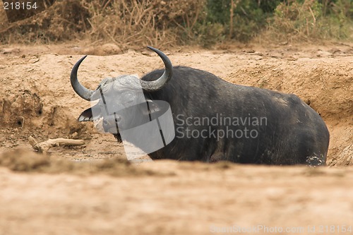 Image of wallowing bufallo