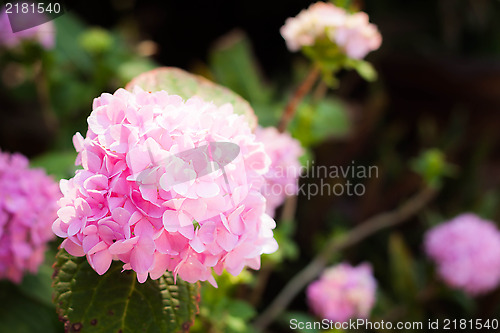 Image of Pink hydrangea