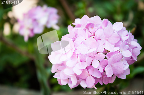 Image of Pink hydrangea