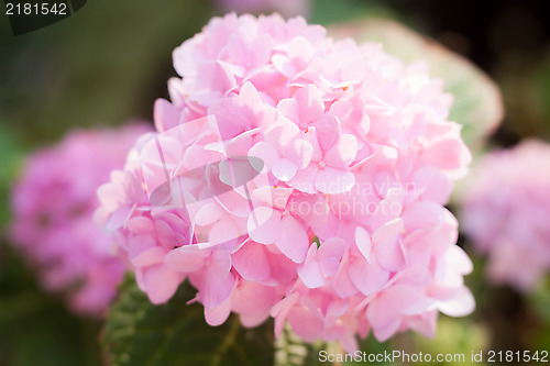 Image of Pink hydrangea