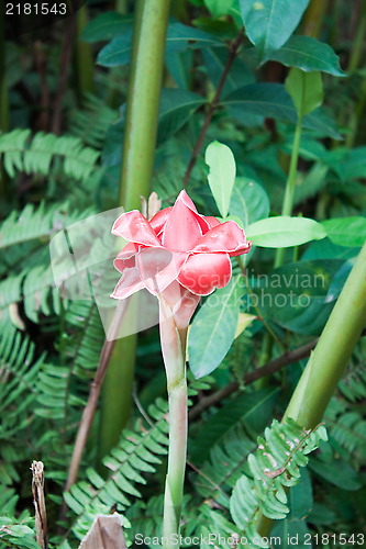 Image of Red ginger torch flower 