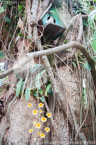 Image of Yellow wild orchid and wooden bird house 