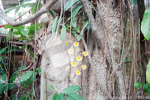 Image of Yellow wild orchid 