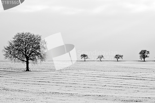 Image of trees in snow