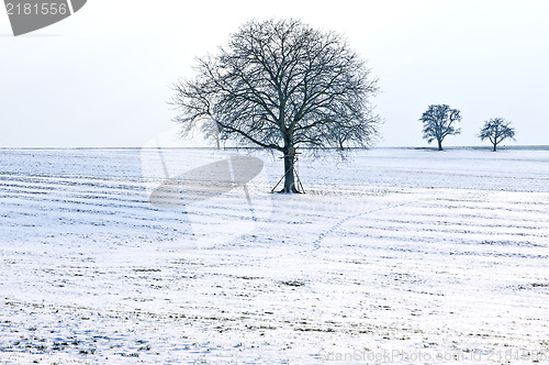 Image of trees in snow