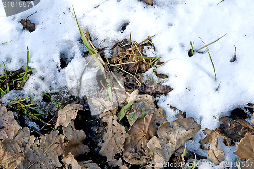 Image of Fallen leaves and snow