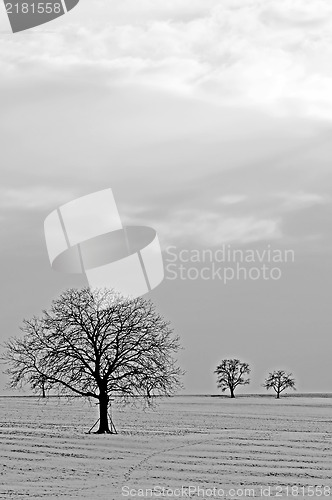 Image of trees in snow