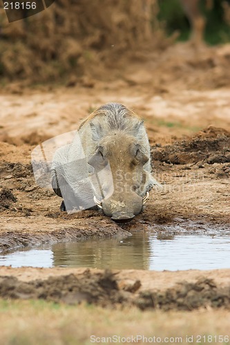 Image of warthog