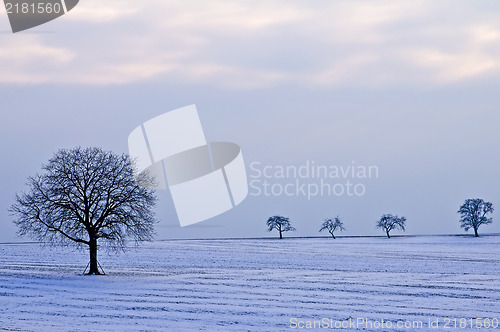 Image of trees in snow