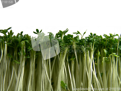 Image of cress