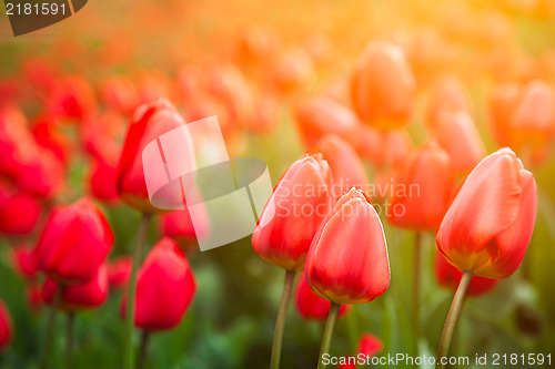 Image of Tulips in the garden 