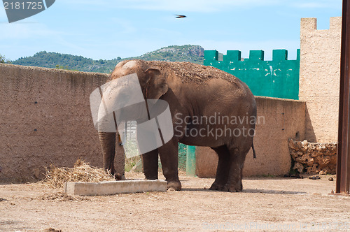 Image of Big elephant