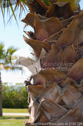 Image of Trunk of palm tree