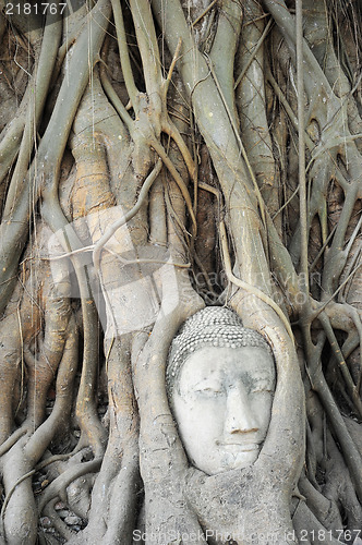 Image of Buddha's head