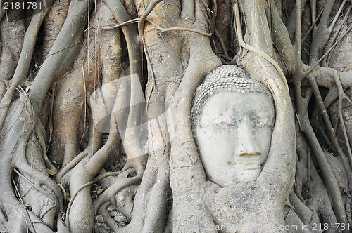 Image of Buddha head's in tree roots