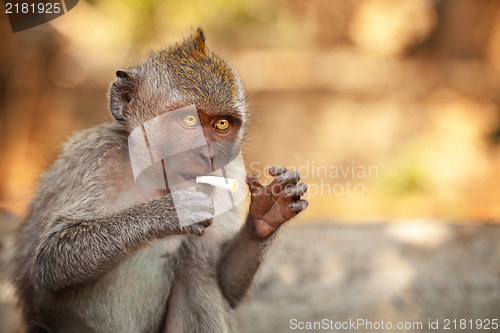 Image of Young smooking monkey