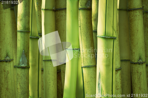 Image of Green bamboo background