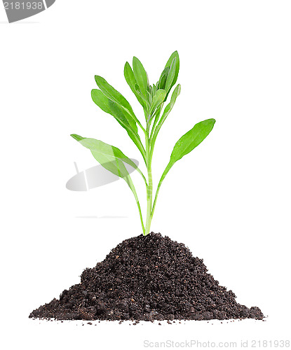 Image of Plant in a mound of soil