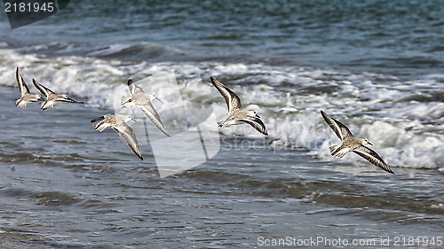 Image of Shorebirds Flying
